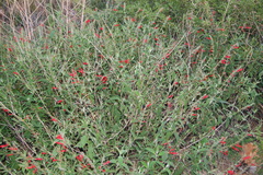 Salvia haenkei
