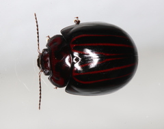 Paropsisterna octolineata