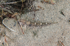 Favonigobius exquisitus