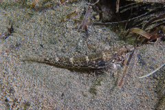 Favonigobius exquisitus