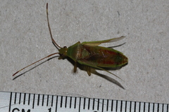 Amblypelta nitida