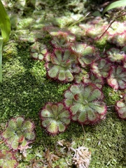 Drosera cuneifolia