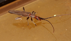 Syllitus bipunctatus