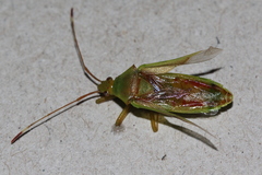 Amblypelta nitida