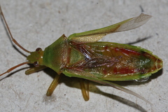 Amblypelta nitida