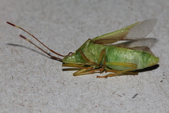 Amblypelta nitida