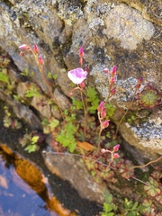 Drosera cuneifolia