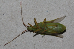 Amblypelta nitida