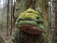 Fomitiporia hartigii