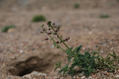 Scrophularia incisa