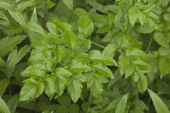 Angelica cincta