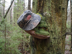 Fomitiporia hartigii