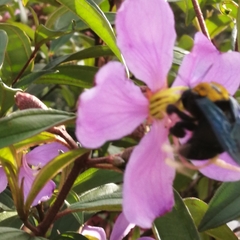 Xylocopa flavonigrescens