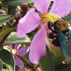 Xylocopa flavonigrescens