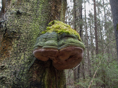 Fomitiporia hartigii