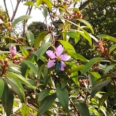 Xylocopa flavonigrescens