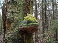 Fomitiporia hartigii