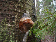 Fomitiporia hartigii