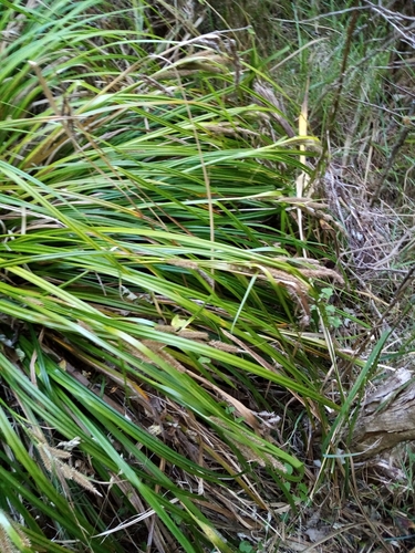 Carex forsteri (Carex forsteri)