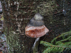 Fomitiporia hartigii