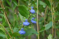 Salvia rypara