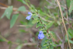 Salvia rypara