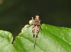 Lamellitettigodes
