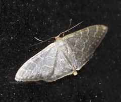 Idaea coercita