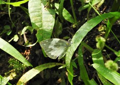 Dismorphia crisia foedora