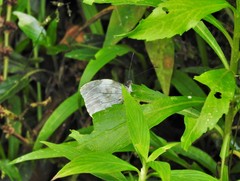 Dismorphia crisia foedora