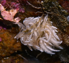 Favorinus blianus