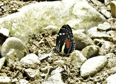 Heliconius hecuba walteri