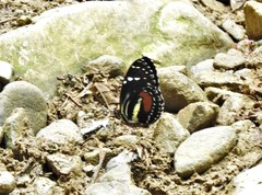 Heliconius hecuba walteri