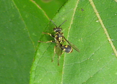Ropalidia flavopicta