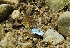 Lieinix nemesis nemesis