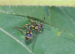 Ropalidia flavopicta