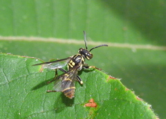 Ropalidia flavopicta