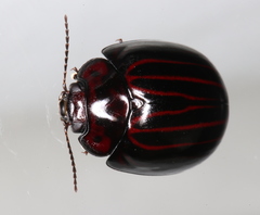 Paropsisterna octolineata