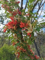 Passiflora aurantia aurantia