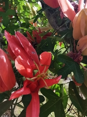 Passiflora aurantia aurantia