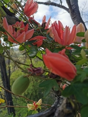Passiflora aurantia aurantia