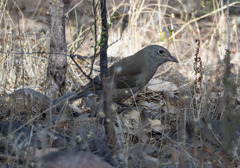 Colluricincla harmonica harmonica
