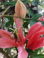 Passiflora aurantia aurantia