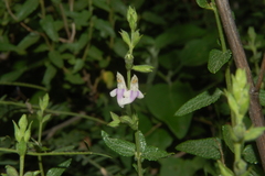 Salvia cuspidata