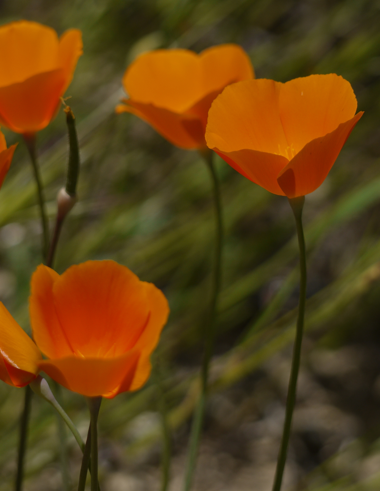 Eschscholzia lemmonii
