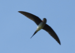 Hemiprocne longipennis