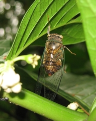 Image of Guyalna variegata