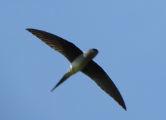 Hemiprocne longipennis