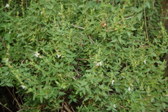 Salvia cuspidata