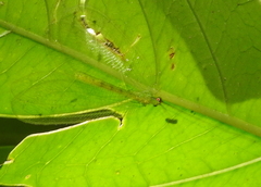 Apochrysa evanida